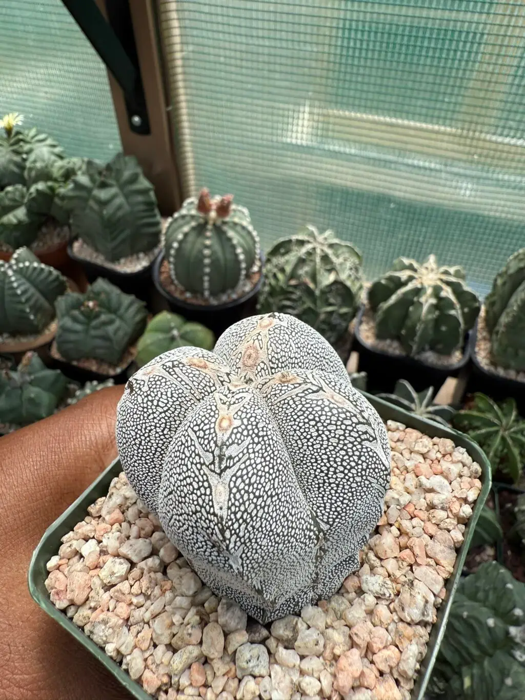 Astrophytum myriostigma cv. Onzuka V-Type quadricostatum - Image 2