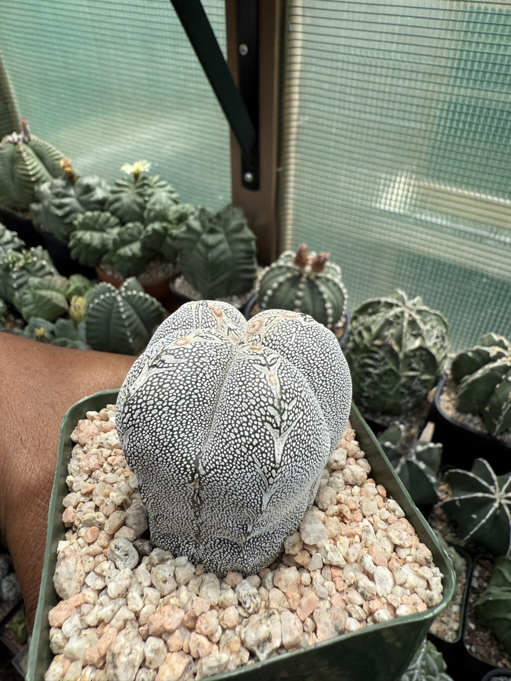 Astrophytum myriostigma cv. Onzuka V-Type quadricostatum - Image 3