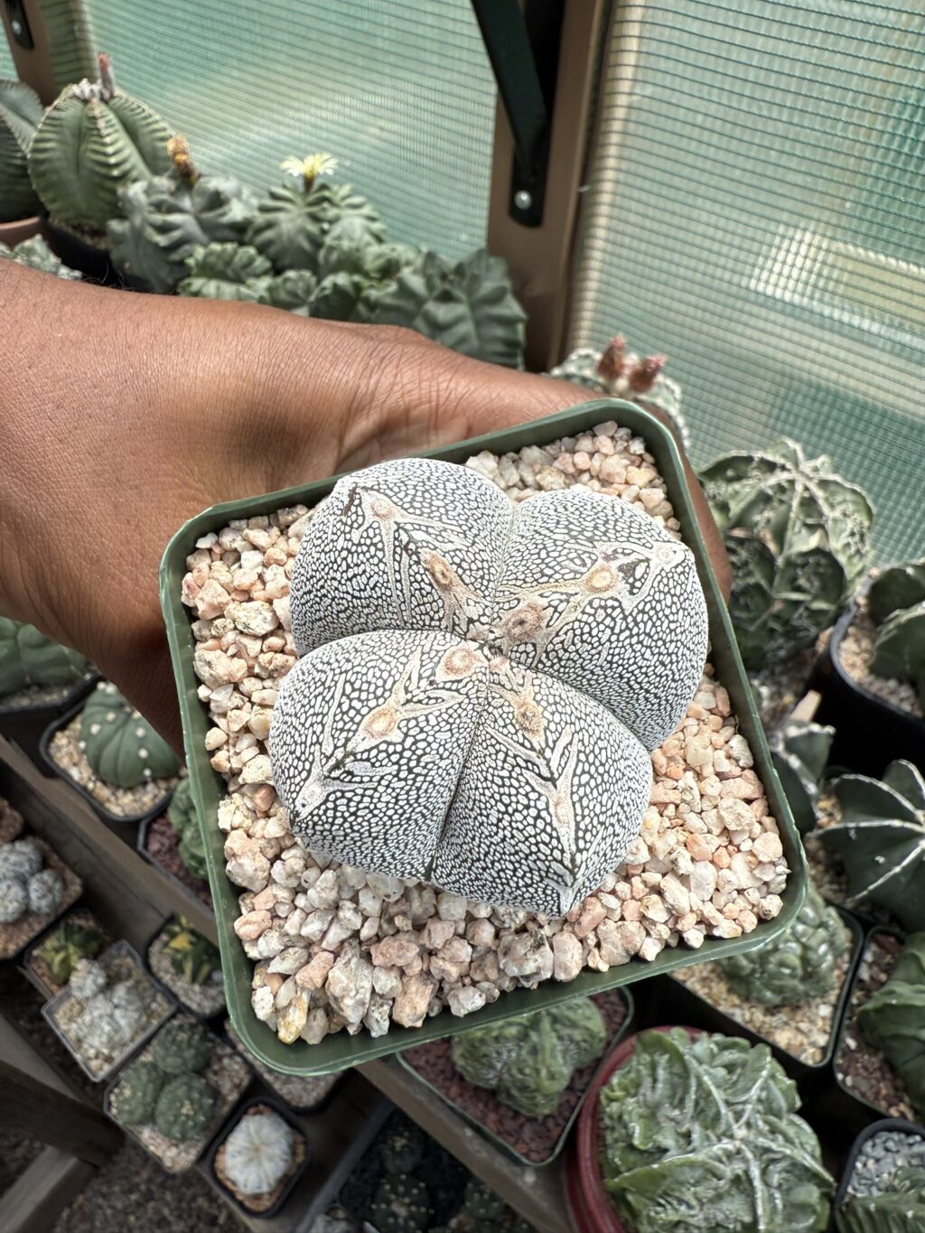 Astrophytum myriostigma cv. Onzuka V-Type quadricostatum
