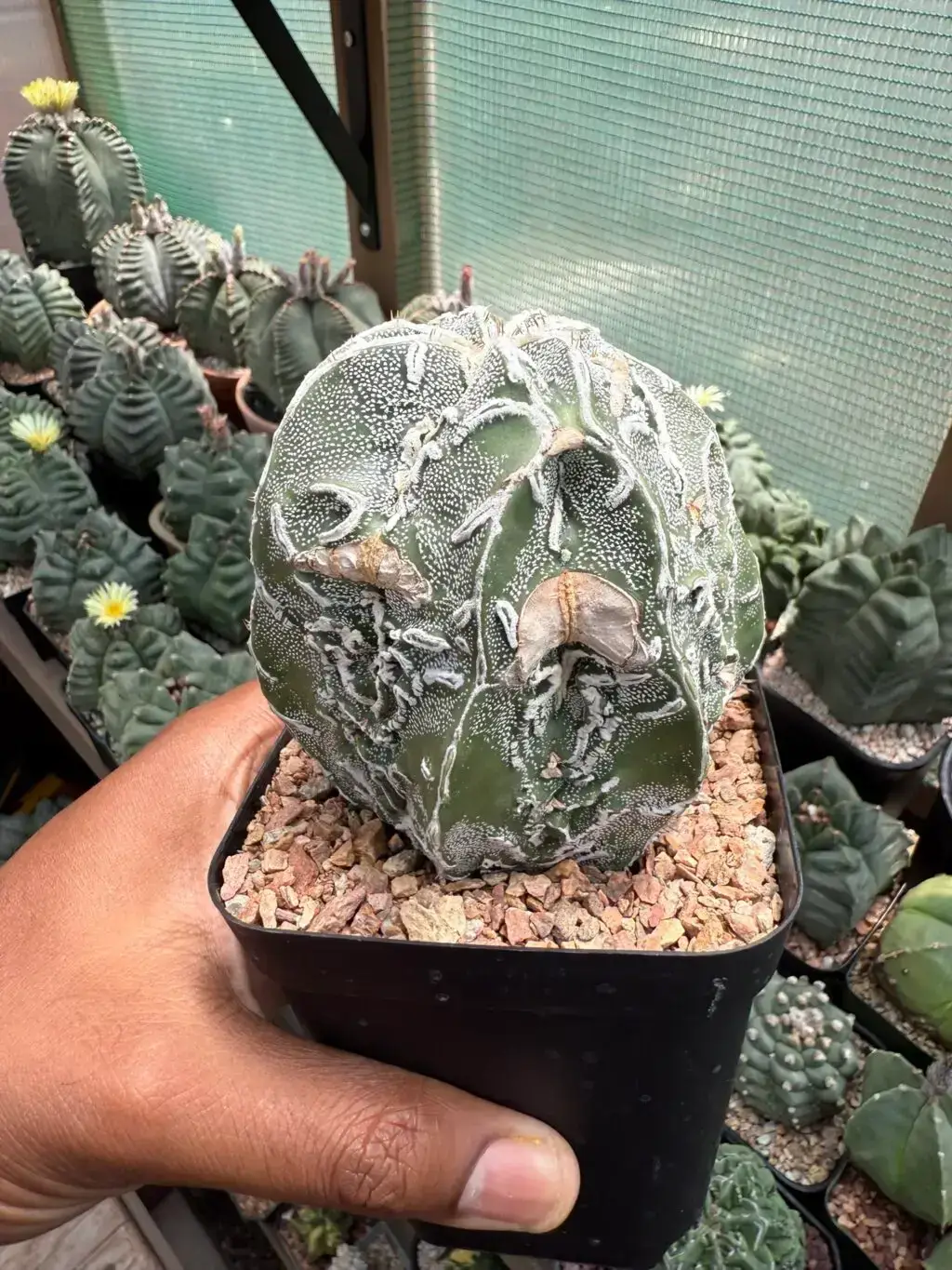 Astrophytum myriostigma cv. Fukuryu Hakujo - Image 3