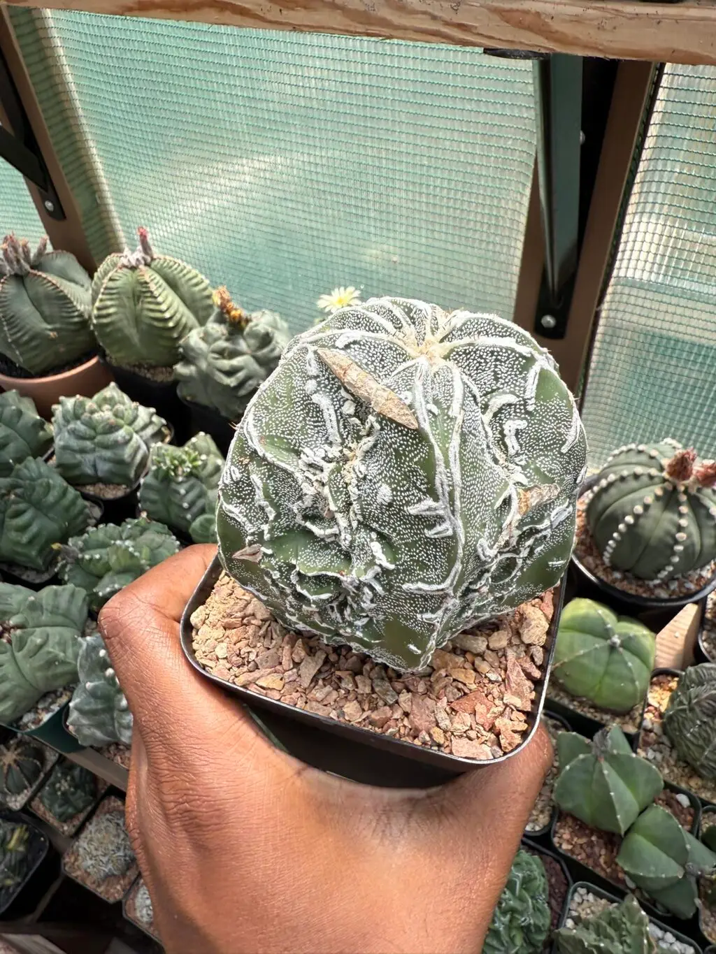 Astrophytum myriostigma cv. Fukuryu Hakujo
