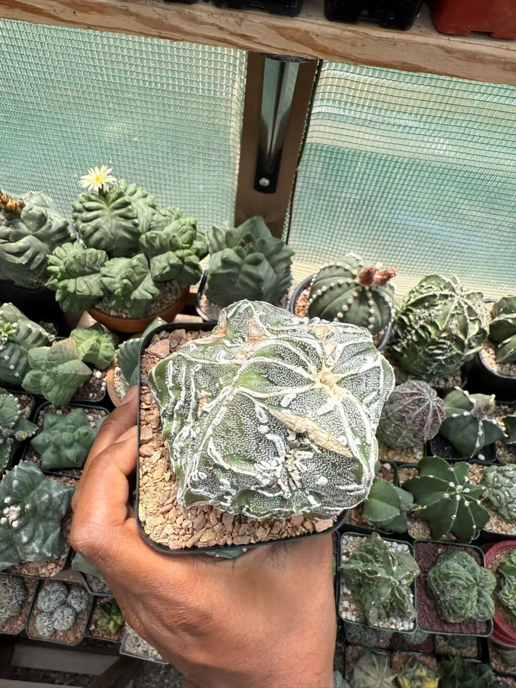 Astrophytum myriostigma cv. Fukuryu Hakujo - Image 2