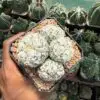 Astrophytum asterias cv. Superkabuto 4 Headed - Image 2