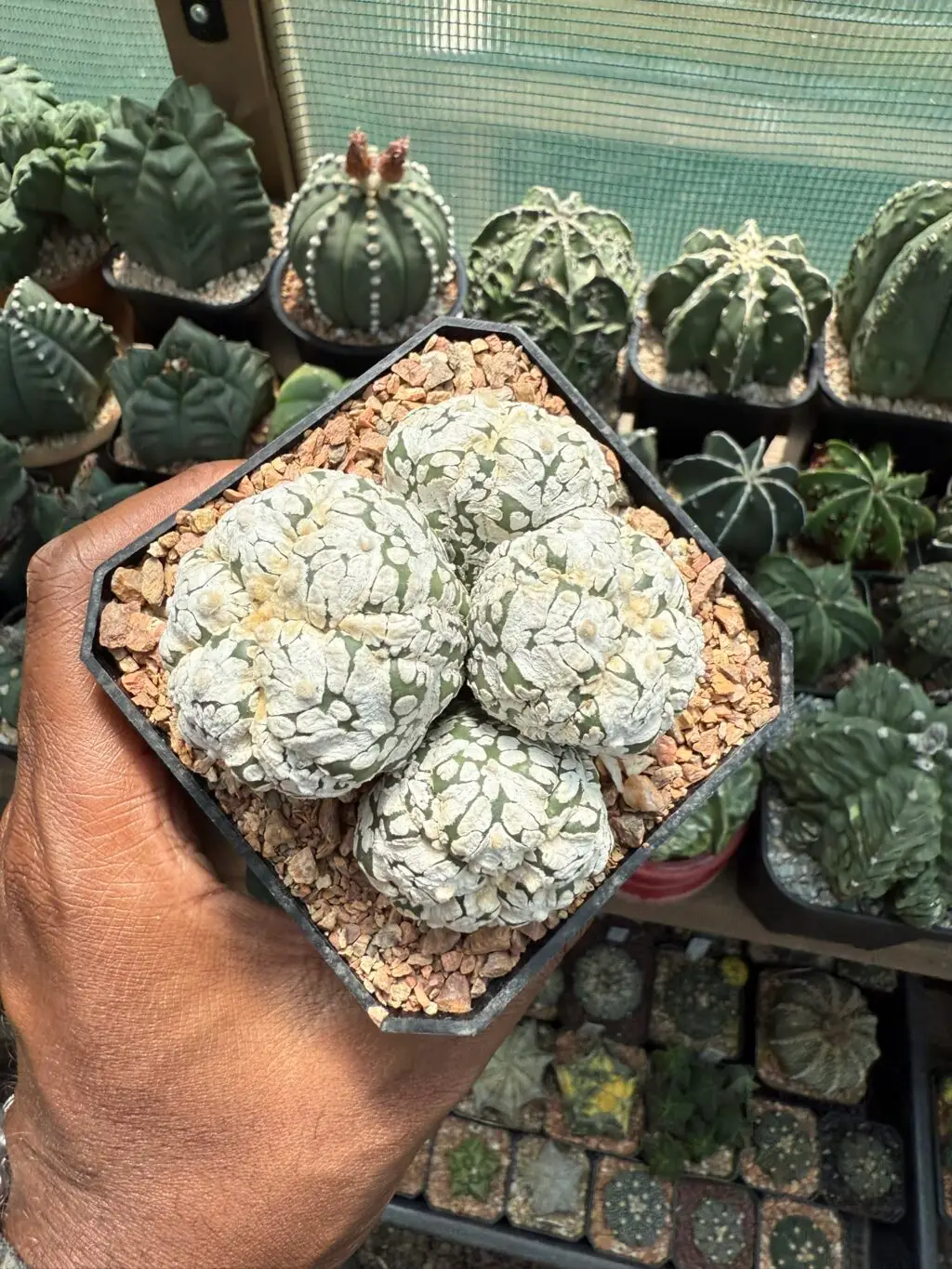 Astrophytum asterias cv. Superkabuto 4 Headed - Image 2