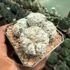 Astrophytum asterias cv. Superkabuto 4 Headed