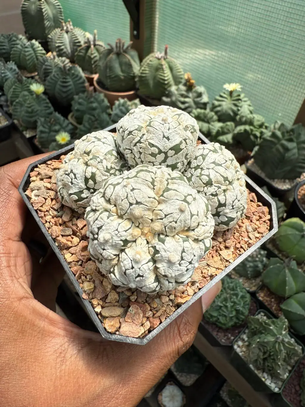 Astrophytum asterias cv. Superkabuto 4 Headed
