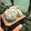 Astrophytum asterias cv. Superkabuto 4 Headed - Image 3