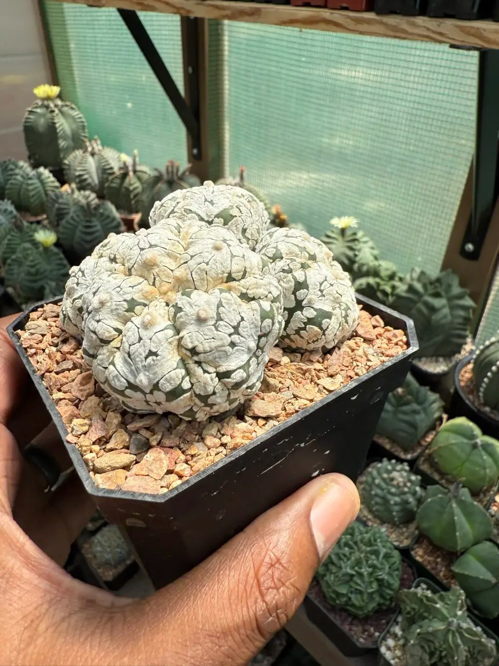 Astrophytum asterias cv. Superkabuto 4 Headed - Image 3