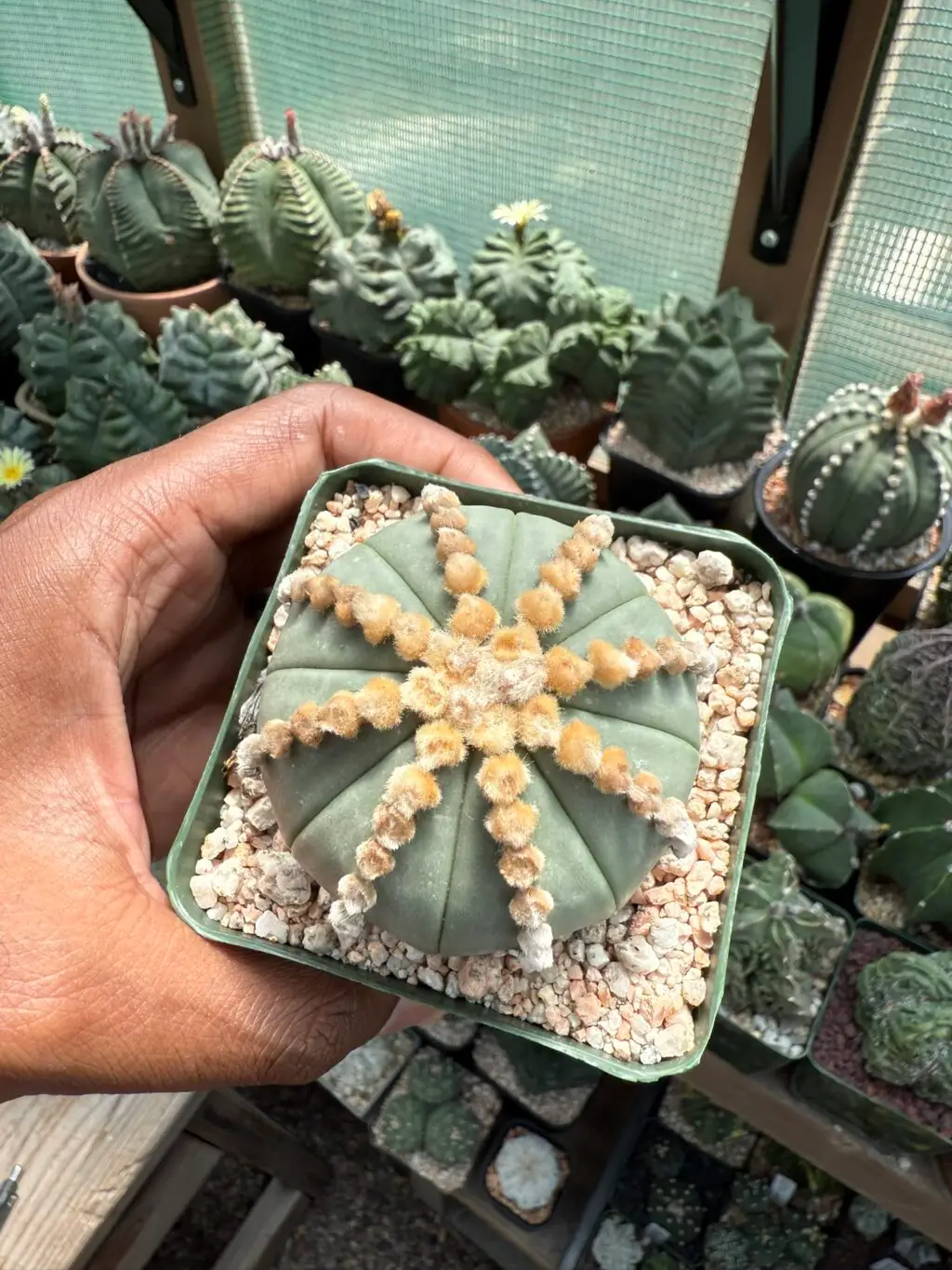 Astrophytum asterias cv. Ooibo nudum - Image 3