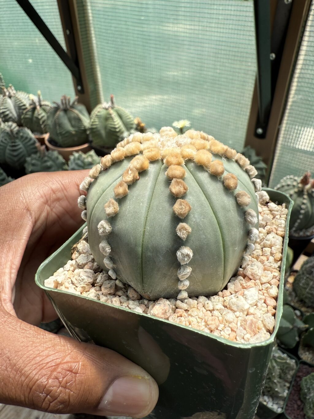 Astrophytum asterias cv. Ooibo nudum - Image 2