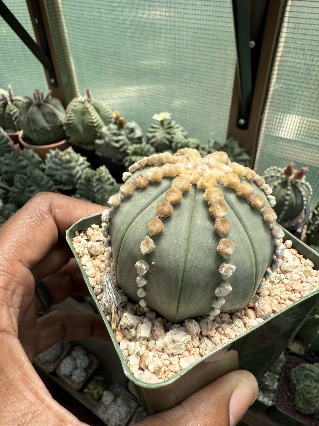 Astrophytum asterias cv. Ooibo nudum