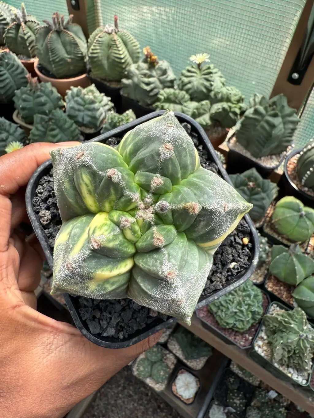Astrophytum myriostigma cv. Kikko Variegated