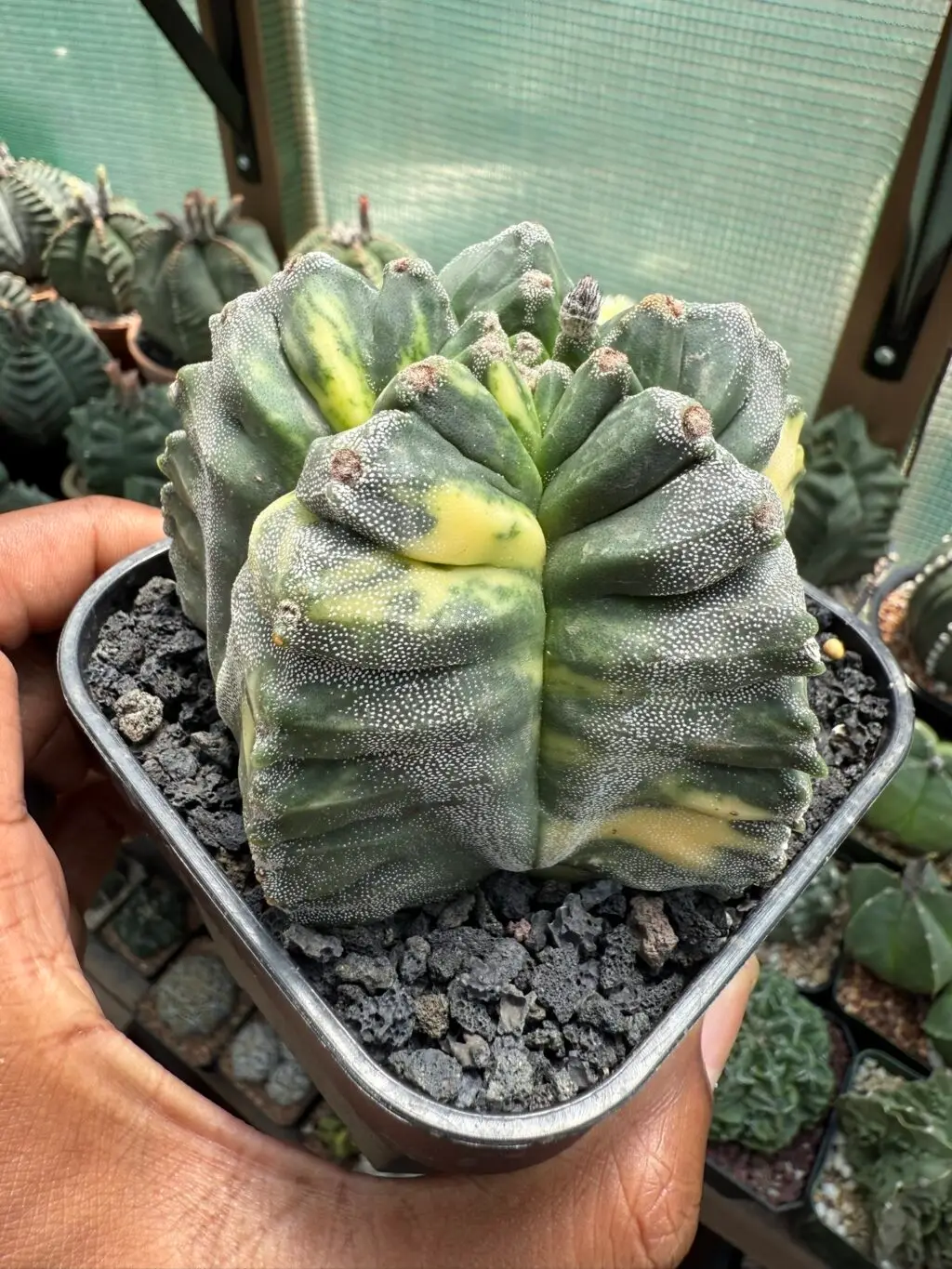 Astrophytum myriostigma cv. Kikko Variegated - Image 2