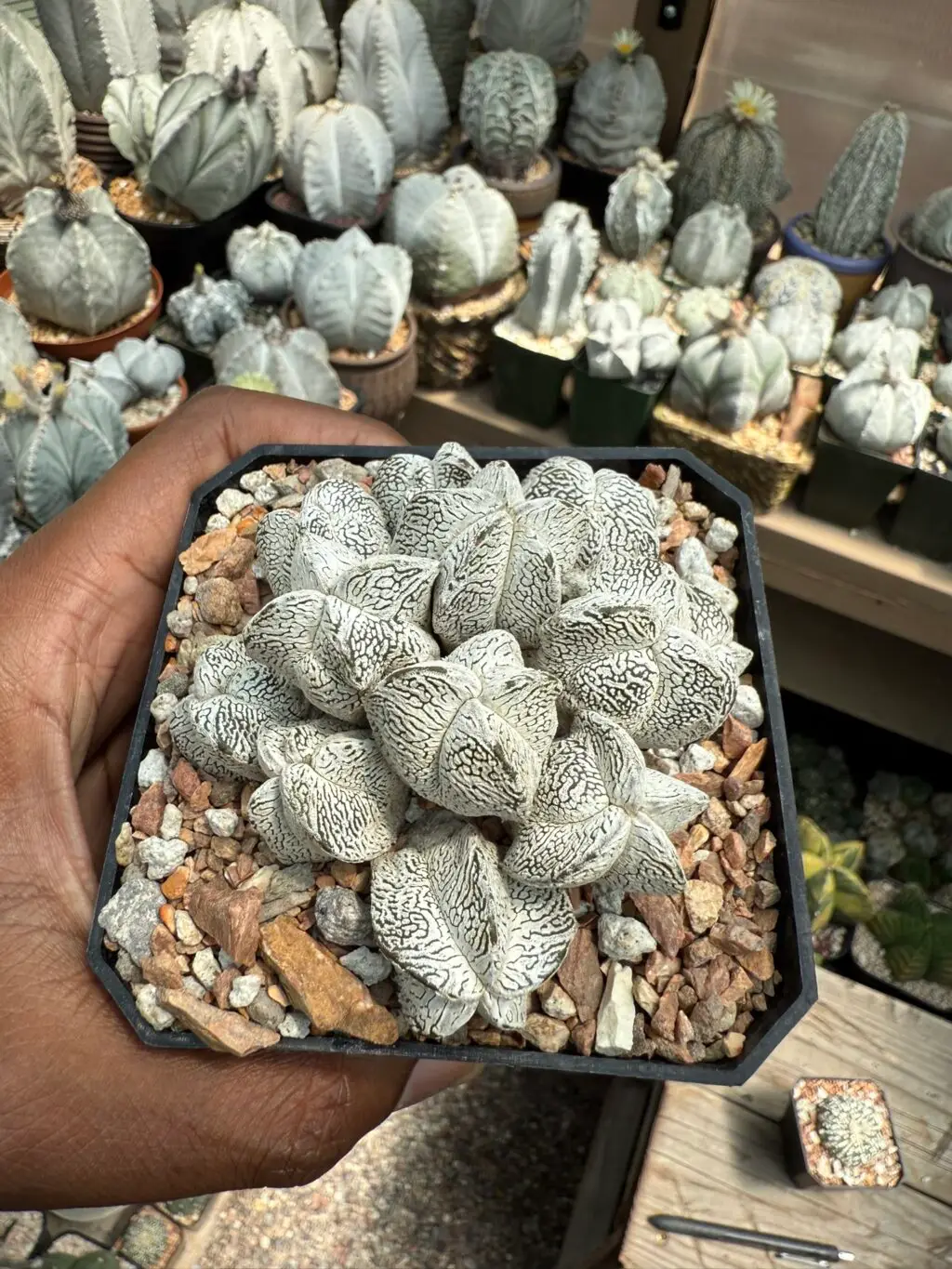 Astrophytum myriostigma cv. Onzuka cluster - Image 3