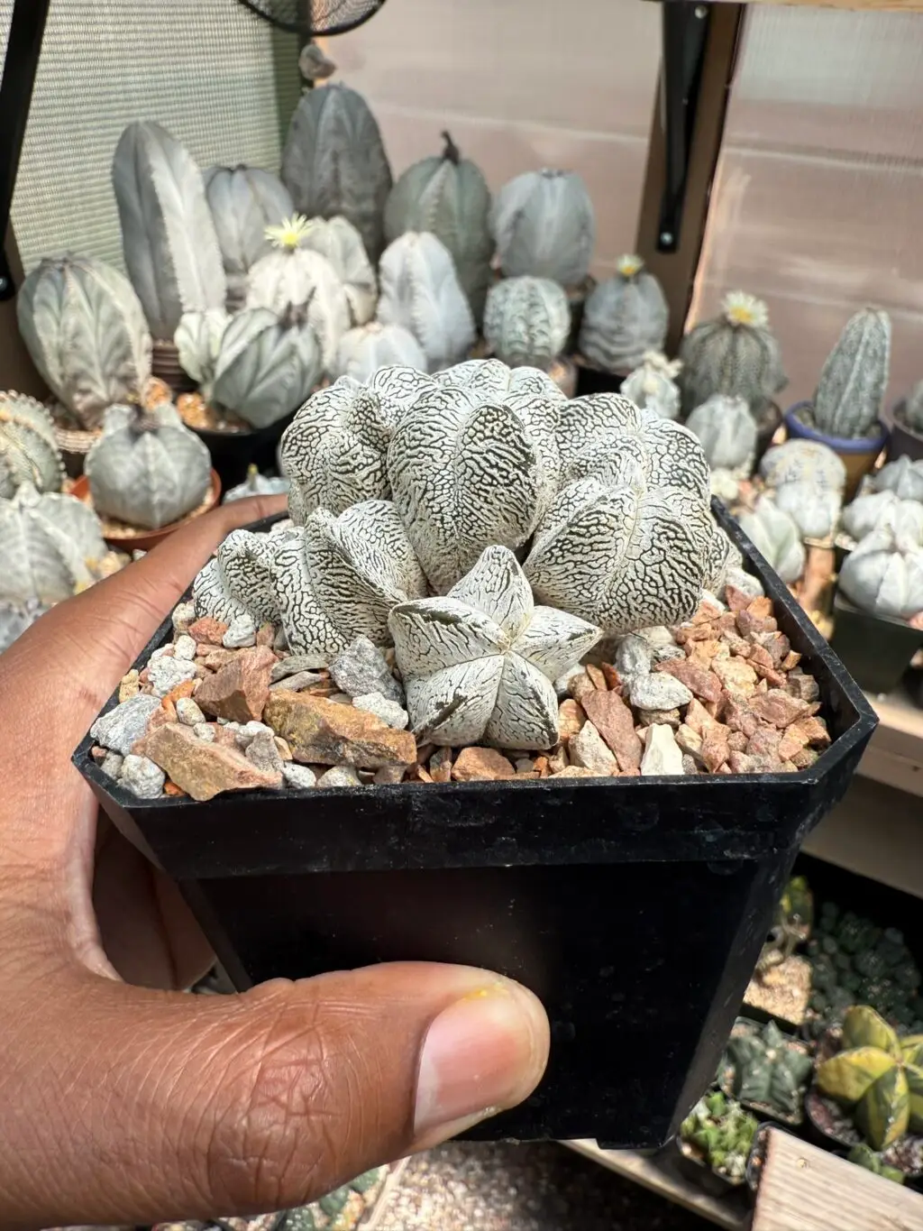 Astrophytum myriostigma cv. Onzuka cluster - Image 2