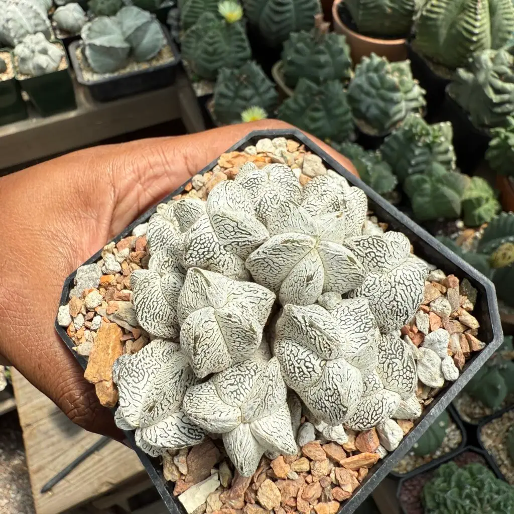 Astrophytum myriostigma cv. Onzuka cluster