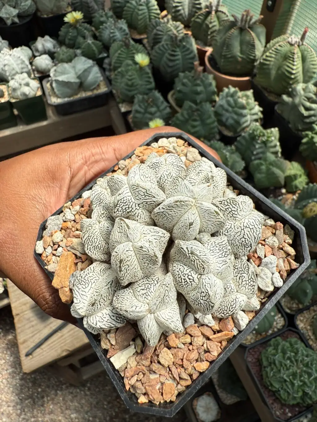 Astrophytum myriostigma cv. Onzuka cluster