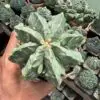 Astrophytum myriostigma cv. Fukuryu - Image 2