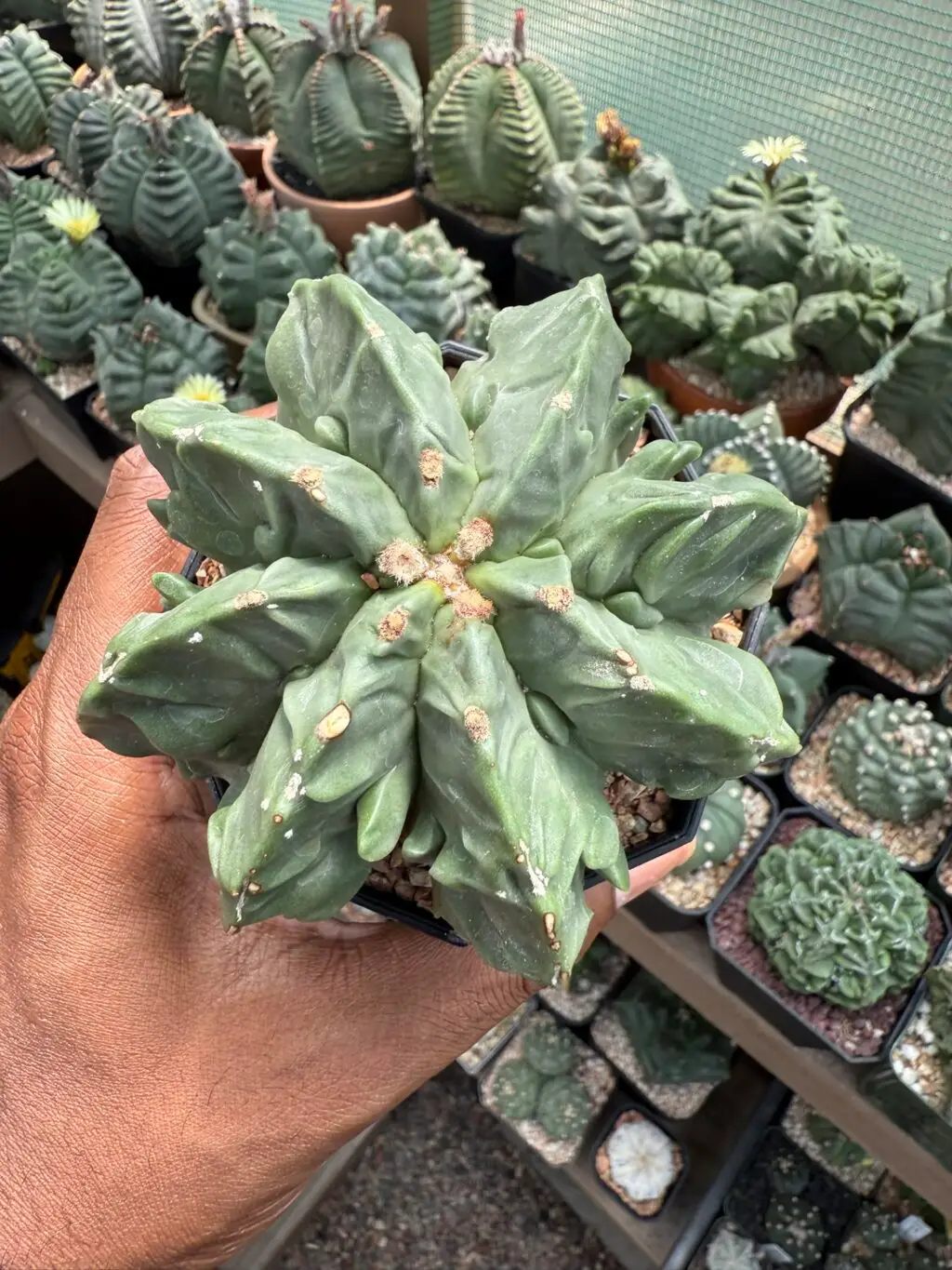 Astrophytum myriostigma cv. Fukuryu - Image 2