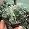 Astrophytum myriostigma cv. Fukuryu - Image 3