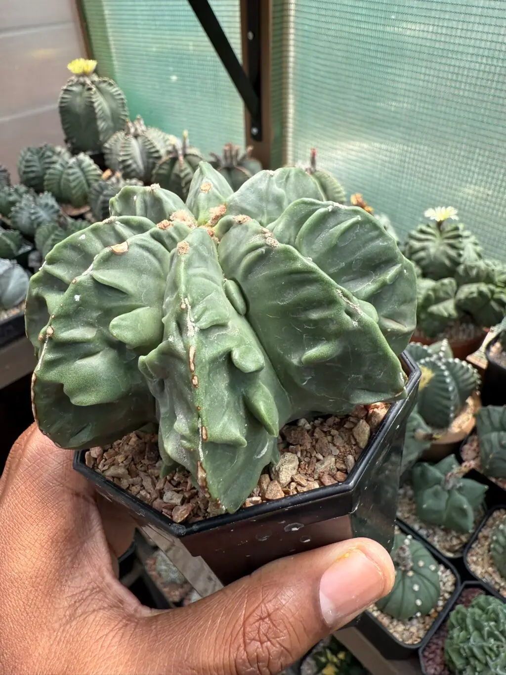Astrophytum myriostigma cv. Fukuryu - Image 3