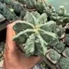 Astrophytum myriostigma cv. Fukuryu