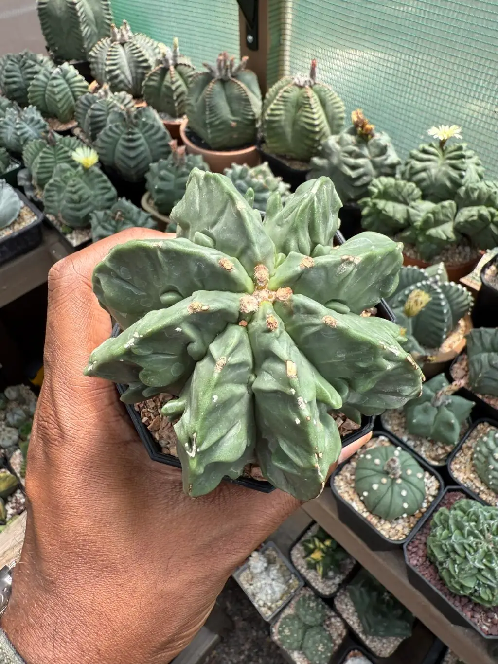 Astrophytum myriostigma cv. Fukuryu