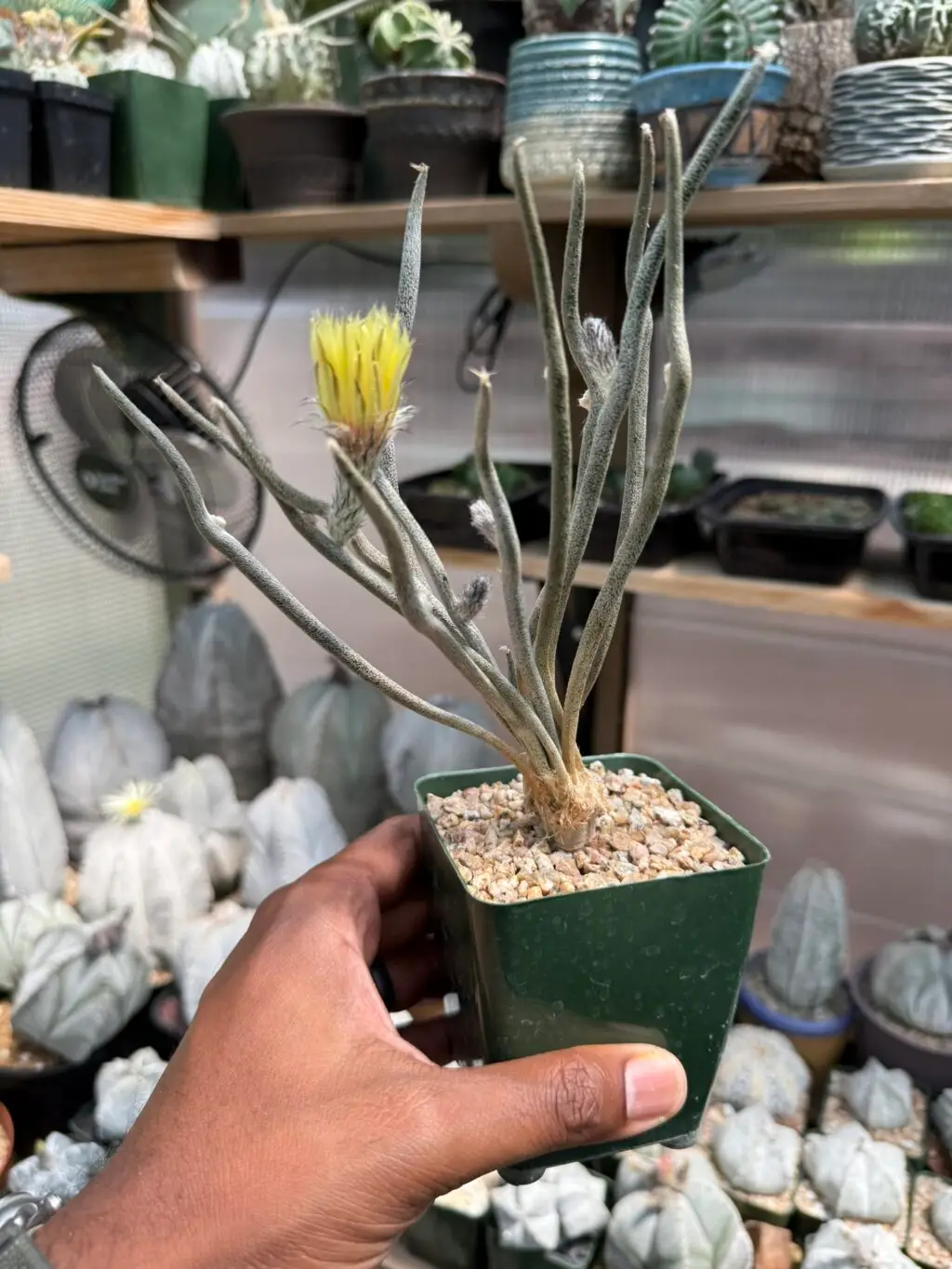 Astrophytum caput-medusae