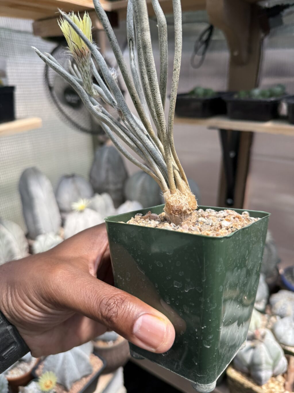 Astrophytum caput-medusae - Image 3