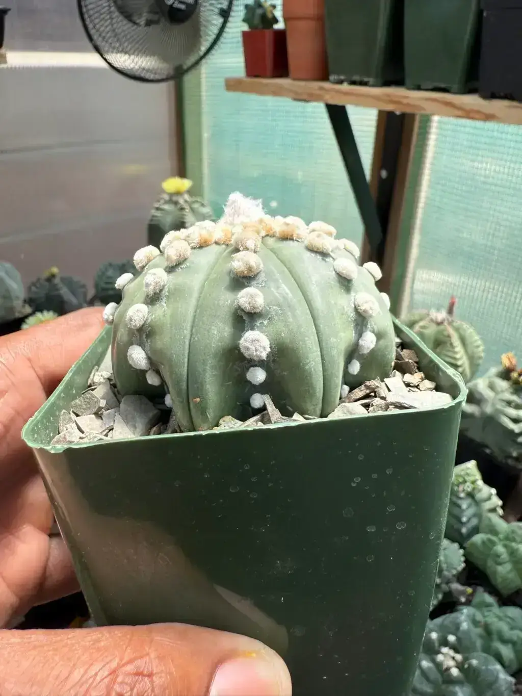 Astrophytum asterias cv. Ooibo nudum Star Shape - Image 3