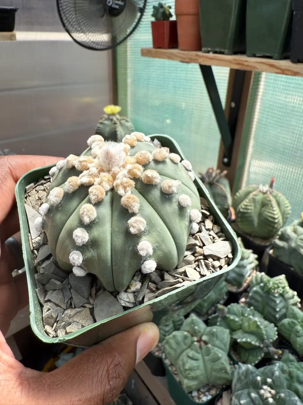 Astrophytum asterias cv. Ooibo nudum Star Shape - Image 2