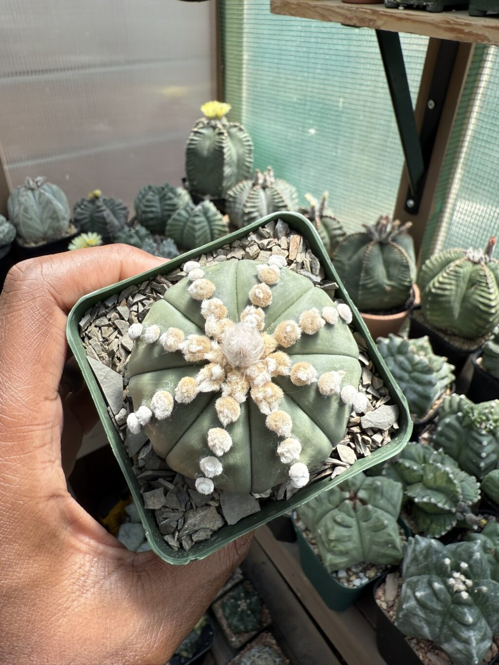 Astrophytum asterias cv. Ooibo nudum Star Shape