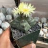 Astrophytum myriostigma cv. Kikko nudum - Image 3
