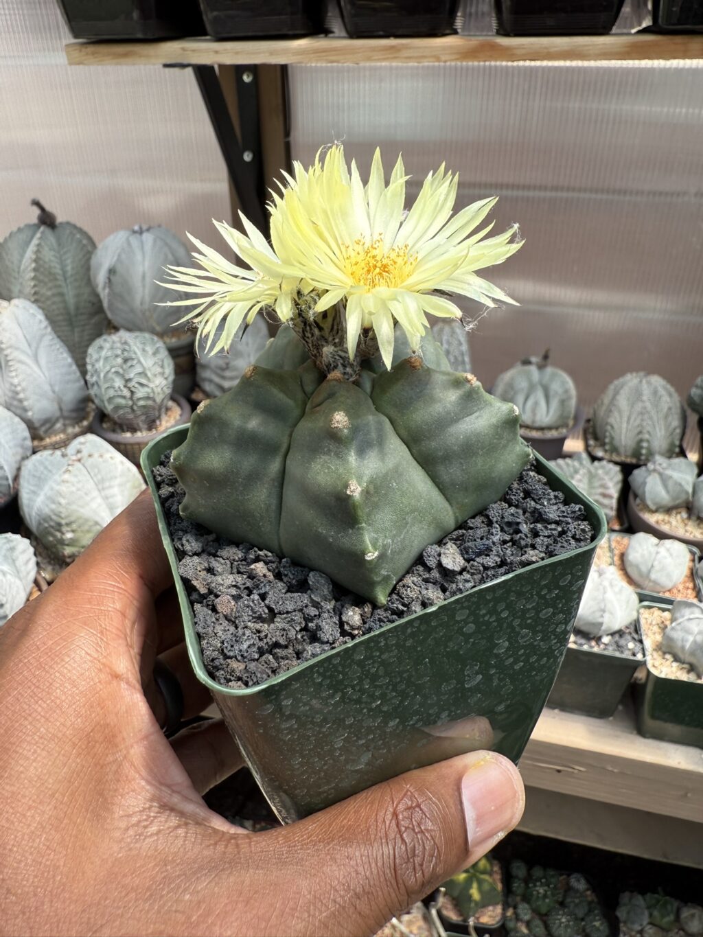 Astrophytum myriostigma cv. Kikko nudum - Image 3
