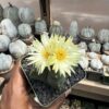 Astrophytum myriostigma cv. Kikko nudum