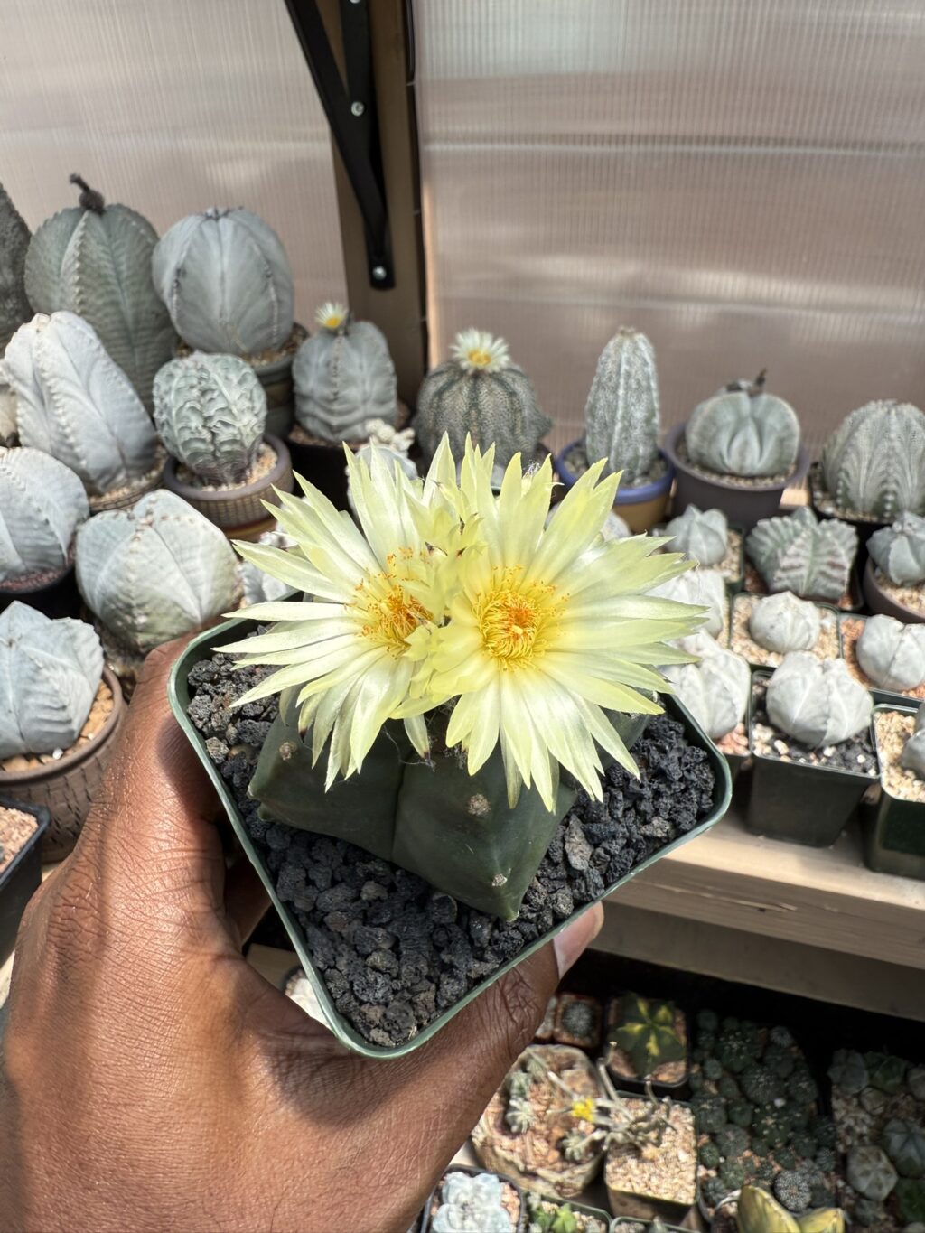 Astrophytum myriostigma cv. Kikko nudum