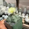 Astrophytum myriostigma cv. Kikko nudum - Image 2