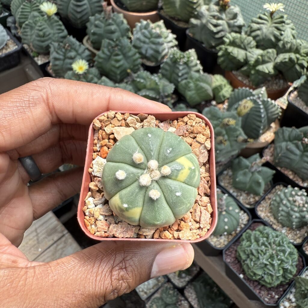 Astrophytum asterias Variegated