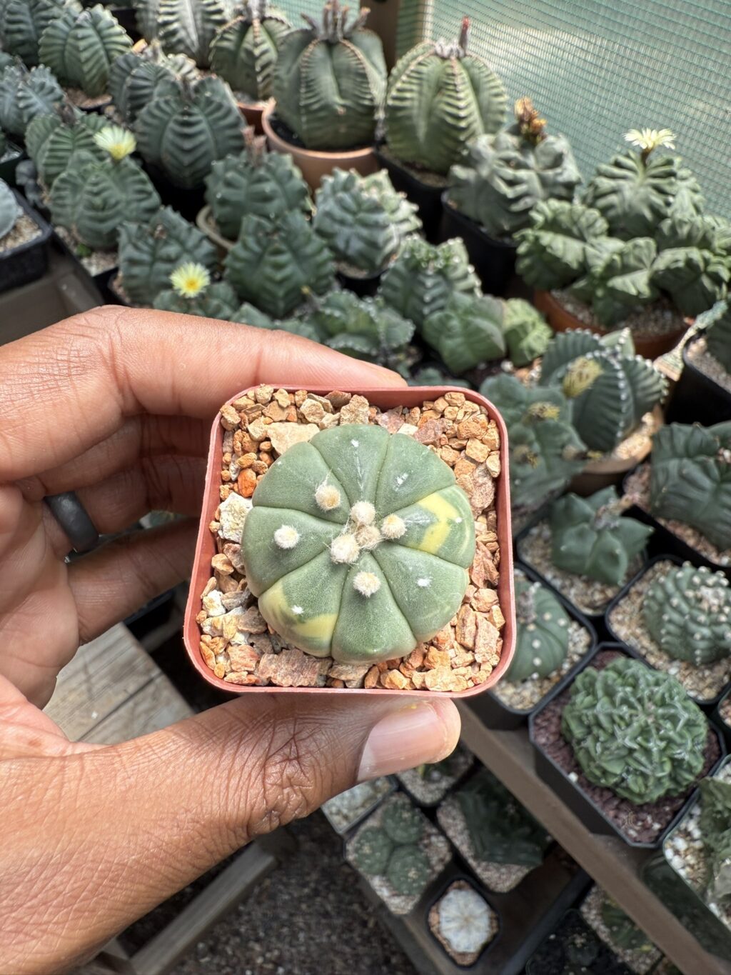 Astrophytum asterias Variegated