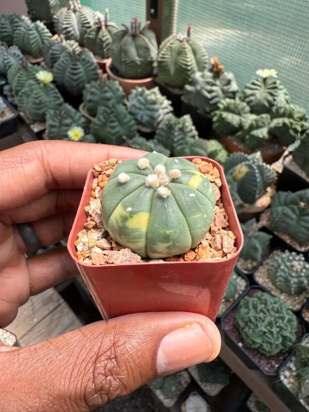 Astrophytum asterias Variegated - Image 2