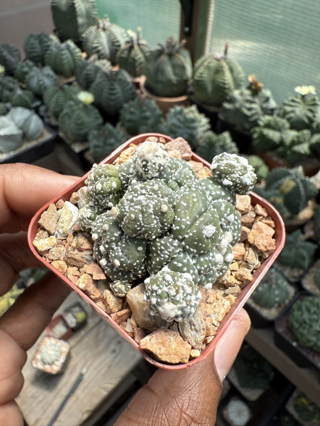 Astrophytum asterias cv. Kikko Lizard Skin Cluster