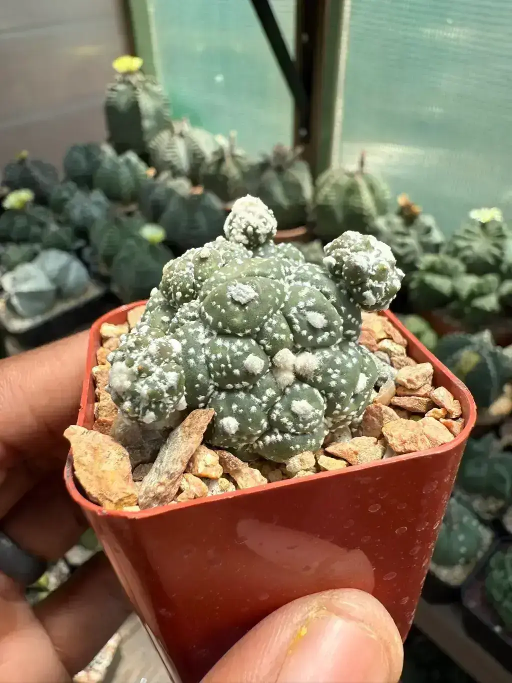 Astrophytum asterias cv. Kikko Lizard Skin Cluster - Image 2