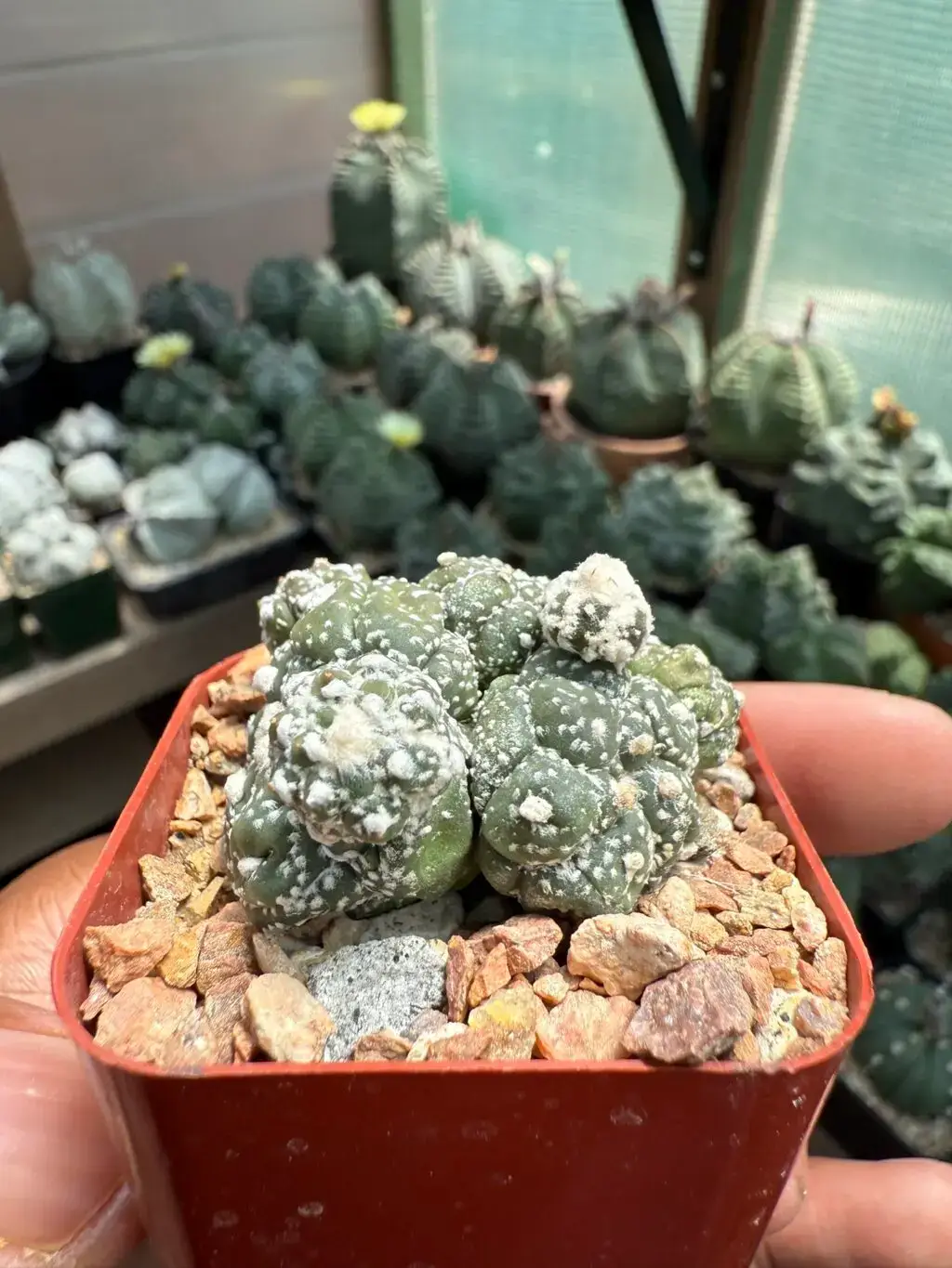 Astrophytum asterias cv. Kikko Lizard Skin Cluster - Image 3