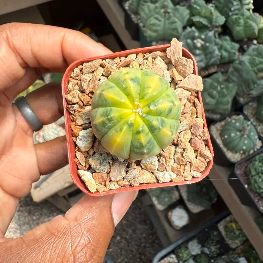 Astrophytum asterias Variegated