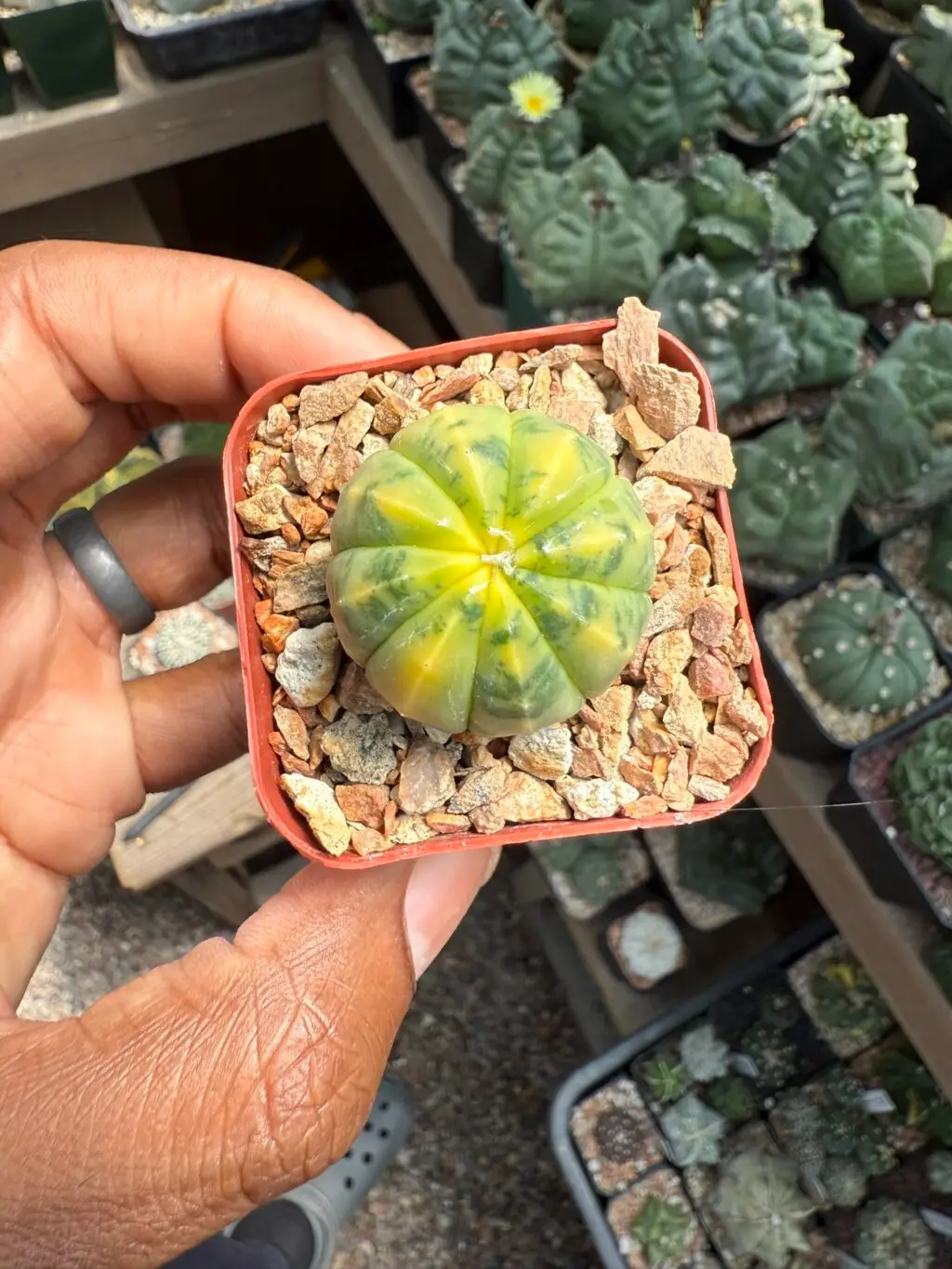 Astrophytum asterias Variegated