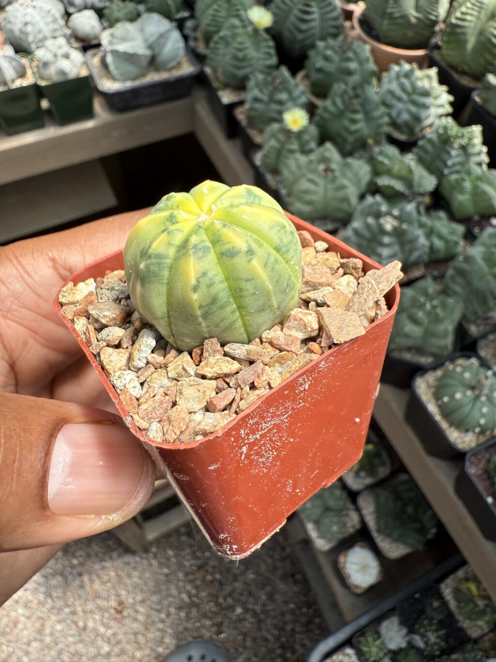Astrophytum asterias Variegated - Image 2