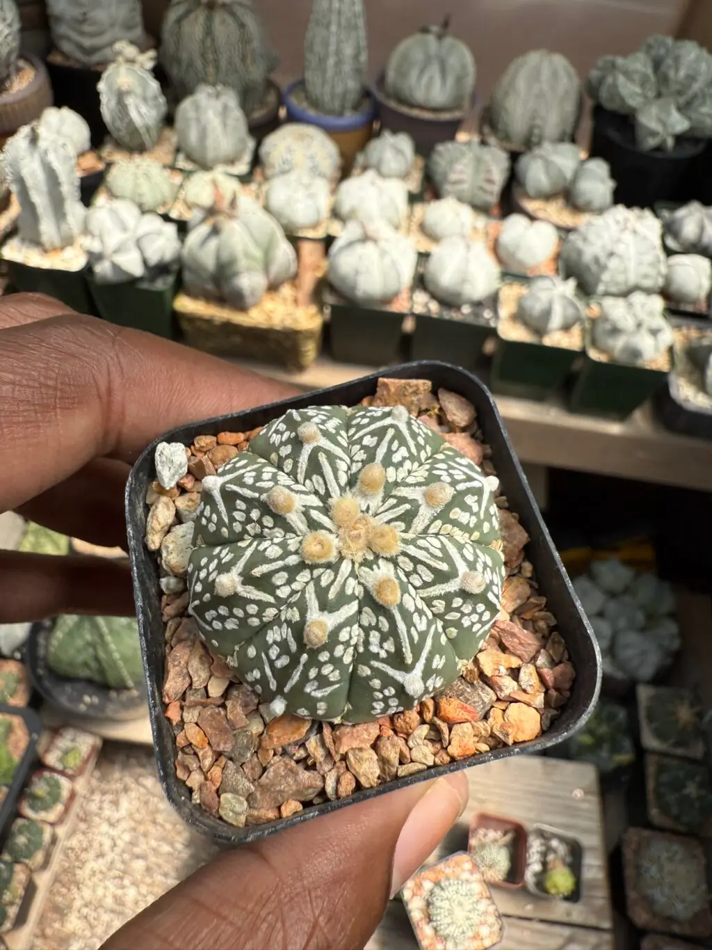 Astrophytum asterias cv. Superkabuto V-Type - Image 2