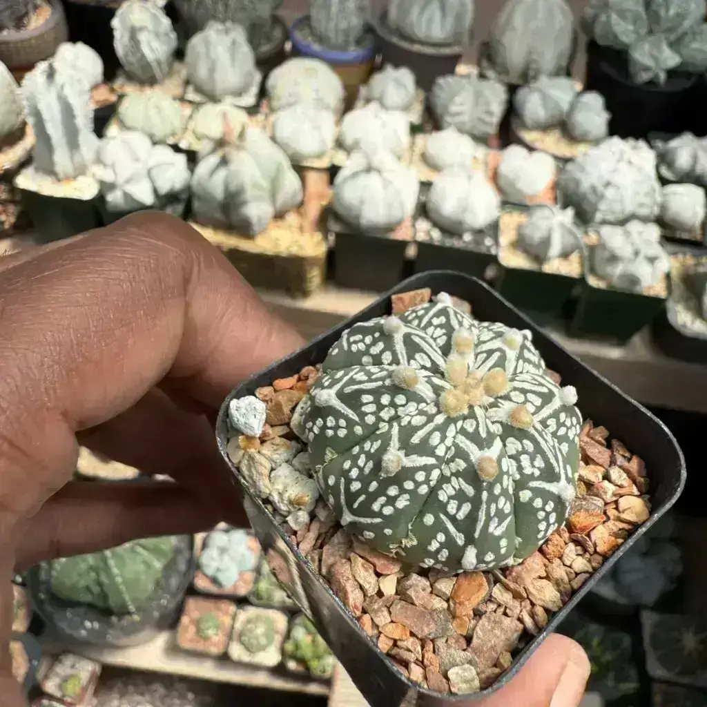 Astrophytum asterias cv. Superkabuto V-Type
