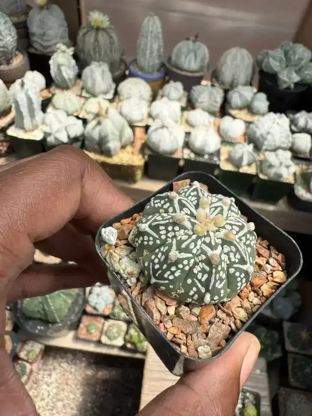 Astrophytum asterias cv. Superkabuto V-Type