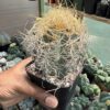 Astrophytum capricorne subs. senile var aureum - Image 3